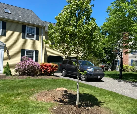 Tree Planted